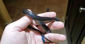 Black African house snake (Boaedon fugilinosus)
