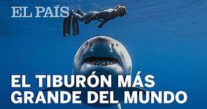 Submarinistas nadan junto a 'Deep Blue, el tiburón más grande del mundo