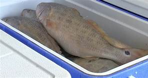 Louisiana Department of Wildlife and Fisheries updates redfish regulation to address population concerns