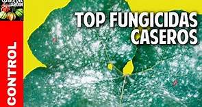 Top 7 fungicidas caseros - Como Cuando y Para Qué utilizarlos