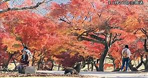 【景點】奈良公園紅黃葉與小鹿共演！帶來可愛又漂亮的獨特風景 (片)