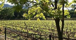 Wine Country- Vineyards in Spring - Relaxing Winery Landscapes