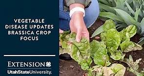 Vegetable Disease Updates Brassica Crop Focus