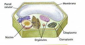 Celula Animal y Vegetal Definición, partes, imagenes