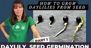 HOW TO GROW DAYLILY PLANTS FROM SEED// VIDEO SERIES // PART 1: GERMINATION PROCESS