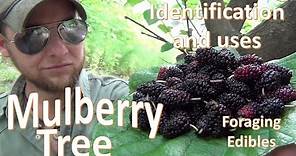 The Mulberry Tree Uses and Identification (Survival Foraging)