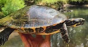 Eastern River Cooter Facts and Information!