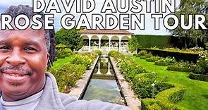 David Austin Rose Garden Tour