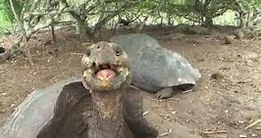 Tortuga Gigante de Galápagos