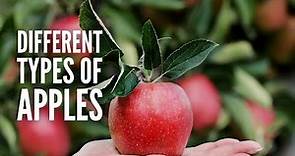 Types of Apples: 25 Different Apples You Should Know