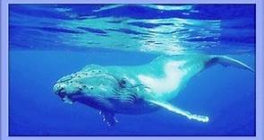 ❀ Sound Therapy ~ Whales Singing ~