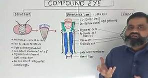 Compound Eye English medium @ Prof Masood fuzail| Ommatidium | Anatomy of Compound Eye of Insects