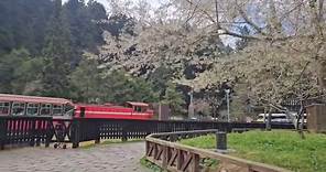 阿里山國家森林遊樂區 - 沼平車站的霧社櫻盛開，讓我們一起欣賞櫻花火車吧！ #感謝黃智良提供即時的影片