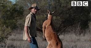 Don't mess with Roger the Kangaroo! | Kangaroo Dundee - BBC