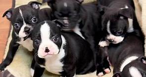 Boston Terrier Puppies - Week 5
