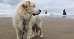 Great Pyrenees Rescue - Fostering Saves Lives
