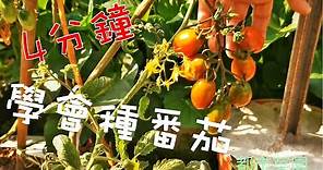 【都市菜園】4分鐘學會種小番茄｜用小袋子也能種喔！Learn How to Plant Tomatoes in 4 Minutes(ENG SUB)