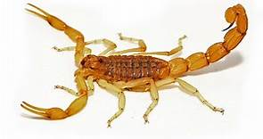 So gefährlich ist dieser europäische Skorpion