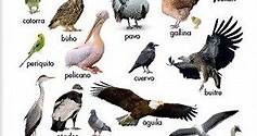 Tipos de Aves y Caracteristicas con Ejemplos - Areaciencias