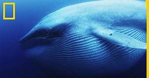 La baleine bleue est le plus grand tous les animaux