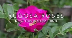 How to Grow Rugosa Roses Rugspin and other Varieties