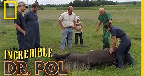 Helping a Downed Horse | The Incredible Dr. Pol
