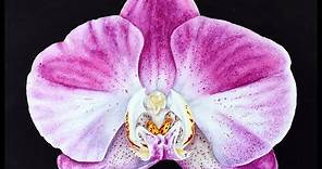 How to paint an Orchid in watercolor ~ demo tutorial ~ Marie Burke Art