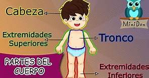 Partes del cuerpo humano para niños | Vídeos educativos