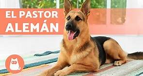 El perro PASTOR ALEMÁN 🐶 (Origen, Características, Adiestramiento y Cuidados)
