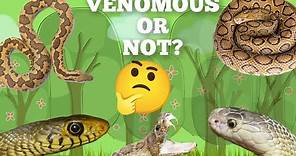 How to identify Venomous and Non-venomous snake | Snake Identification | Snake Quiz | BSc Zoology