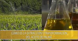 Como es la extraccion y transformacion del aceite de palma - TvAgro por Juan Gonzalo Angel Restrepo