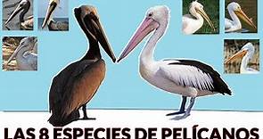 Los Pelícanos del mundo.Datos y curiosidades.Las 8 especies.