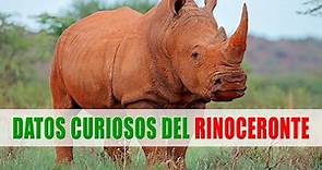 Rinocerontes (Rhinocerotidae) | Datos curiosos de animales