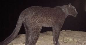 The Real Black Panther - Black Leopard Spotted in Kenya