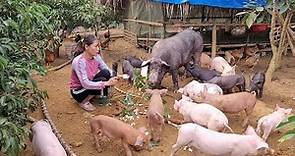 Pig care. Making sow feed is special. (Episode 139).