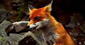 The Secret Life of Fox - Wildlife Wars (Nat Geo)