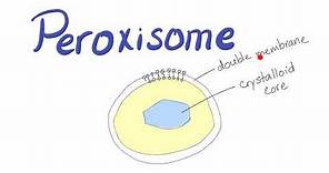 Peroxisome | What’s the function?