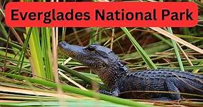 Visit Everglades National Park: Virtual Tour