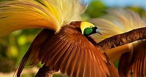 Greater Bird-of-Paradise