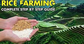 Rice Farming / Paddy Cultivation | Complete Growing Guide from Seeding to Harvest