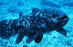 'Living fossil' coelacanth genome sequenced