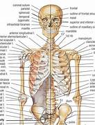 Anatomi Rangka Manusia