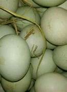 Cara Mengatasi Telur Bebek Kecil dengan Mudah di Indonesia