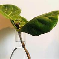 evaluating light and water conditions for fiddle leaf fig