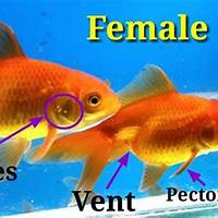 cara membedakan ikan mas jantan dan betina dalam berkembang biak
