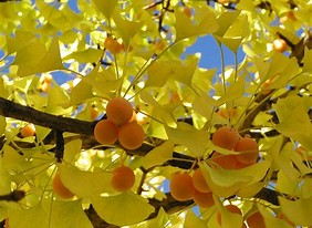 Image result for ginko