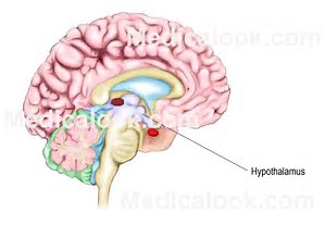 Image result for hypothalamus