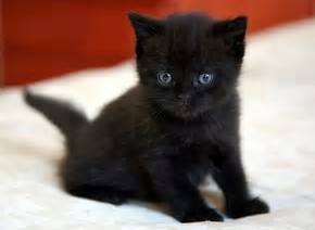 Image result for gato pequeño negro