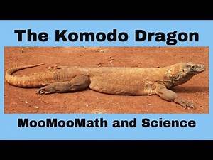 Komodo Dragon-Worlds Largest Lizard