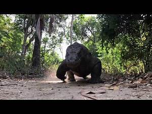 Komodo Dragon Walking on the Path, Komodo Island, Indonesia